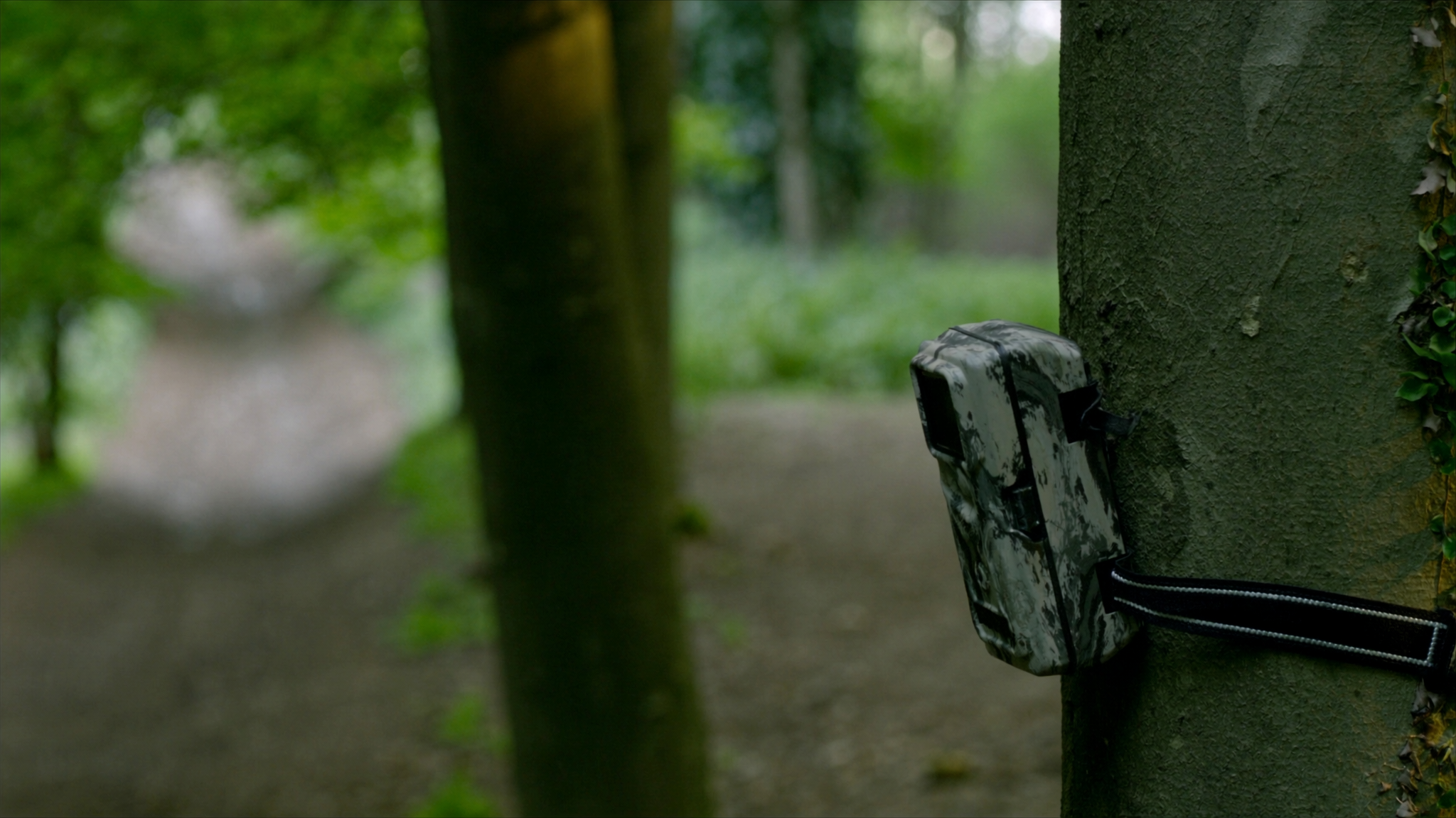Camouflaged trail camera mounted on a tree along a woodland trail