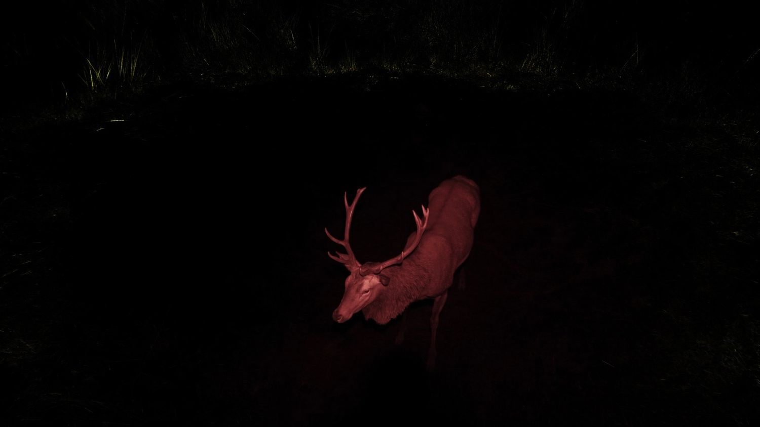 Red deer at night in a British woodland